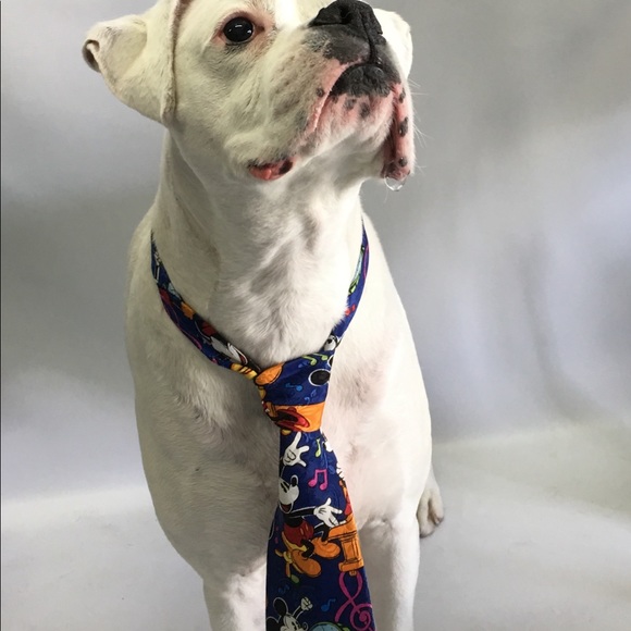 Dog photo - Picture 5 of 13